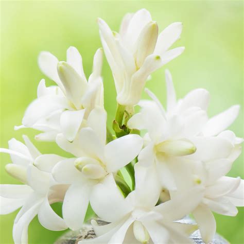 Pure Saffron Tuberose Mukhalaya