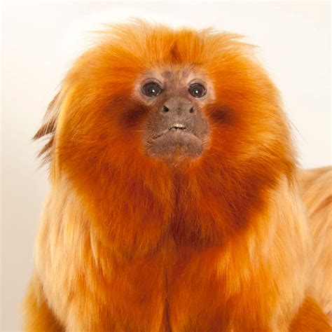 Golden Lion Tamarin Monkey Golden Lion Tamarins Play Safe With Food