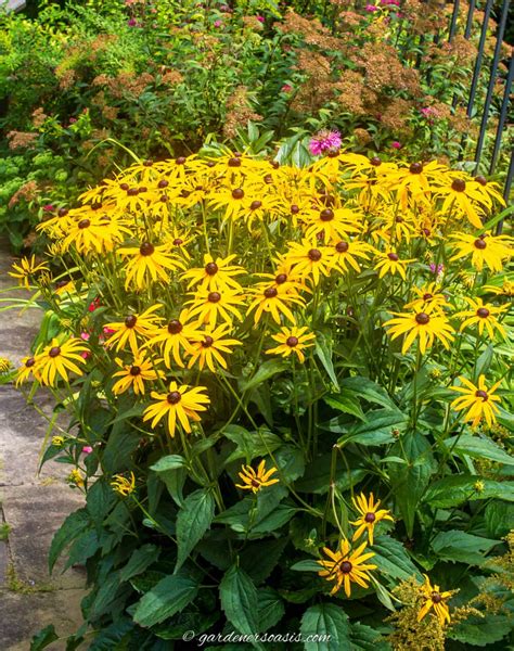Cottage Garden Perennials 的图像结果