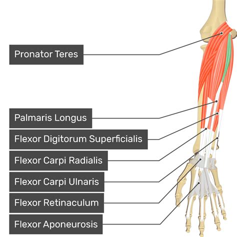 Palmaris Longus Origin And Insertion