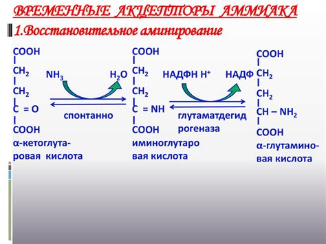 Гниение аминокислот в кишечнике - online presentation