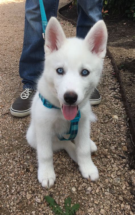 White Husky Puppy With Blue Eyes