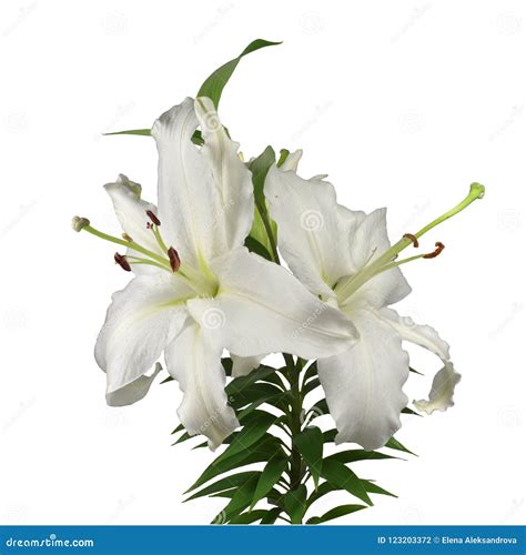 Flowering Plant of White Garden Fragrant Lily Stock Photo - Image of ...