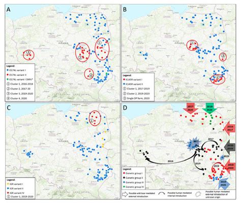 The Spillover of African Swine Fever in Western Poland Revealed Its ...