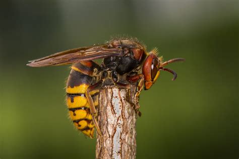 Are Hornets Dangerous? | Risks of Hornets | Active Pest Control