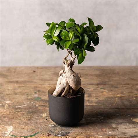 Buy bonsai ficus Ficus microcarpa 'Ginseng': Delivery by Waitrose Garden