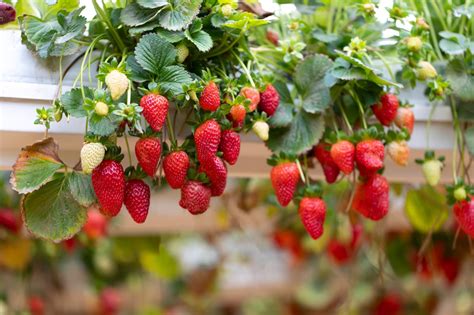 Strawberries Suitable For Hanging Baskets at Clair Azevedo blog