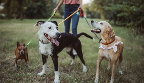 Rankin Animal Clinic | Fairhope, AL | Pet Dermatology & Allergies