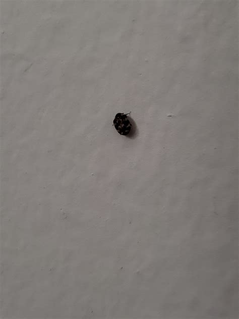 Tiny Black Bugs Crawling In My Bed at Deborah Jay blog