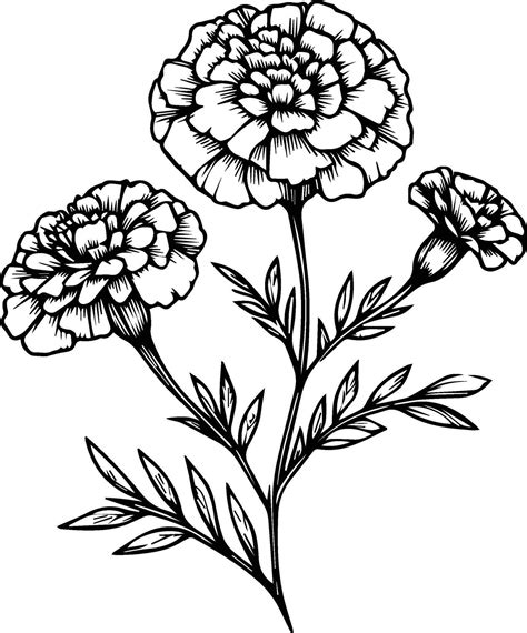 Cute flower coloring pages, marigold drawing, yellow marigold flower ...