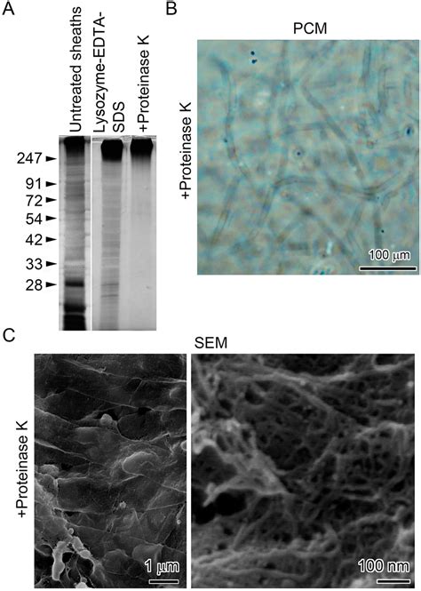 Direct Adherence of Fe(III) Particles onto Sheaths of Leptothrix sp ...