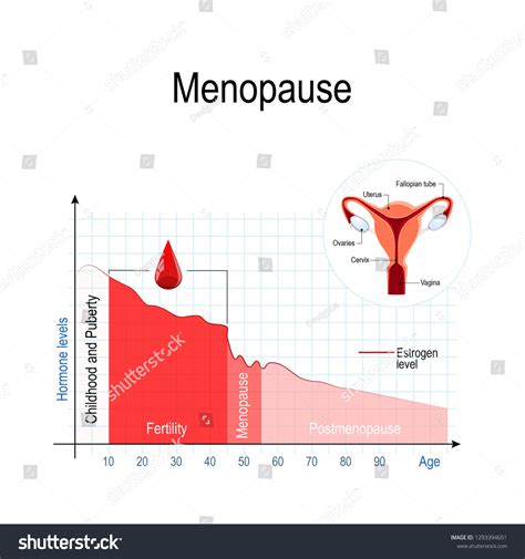 Perimenopause Fsh Level Chart