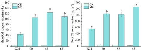 Effects of Malic Acid on Cadmium Uptake and Translocation and Essential ...