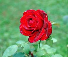 fiore la rosa fiori rosa rossa fiori di piante fiori di rosa rossa fiore la rosa fiori rosa rossa fiori di piante fiori di rosa rossa