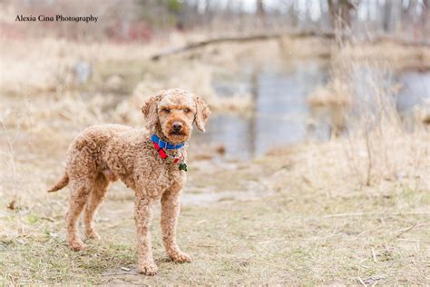 Stark – Pound Dog Rescue