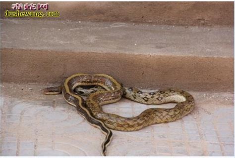 【安徽】男子发现家中有蛇贸然去抓 结果被蛇反咬两口