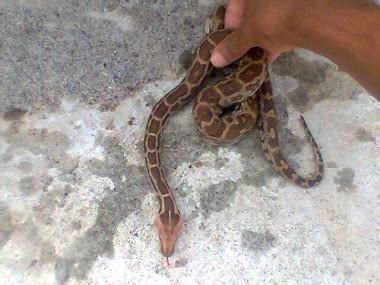 Image result for Indian Python Snake