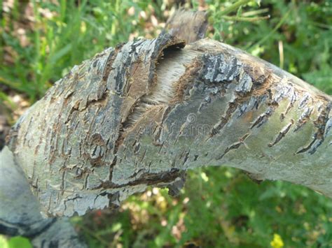 Image result for Exploding Treehouse