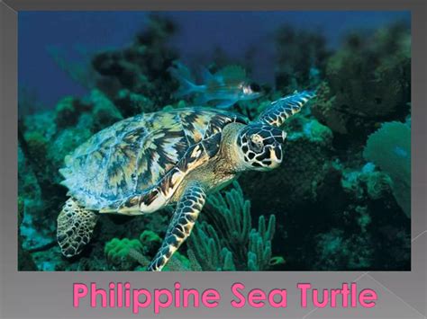 Endemic animals | PPT