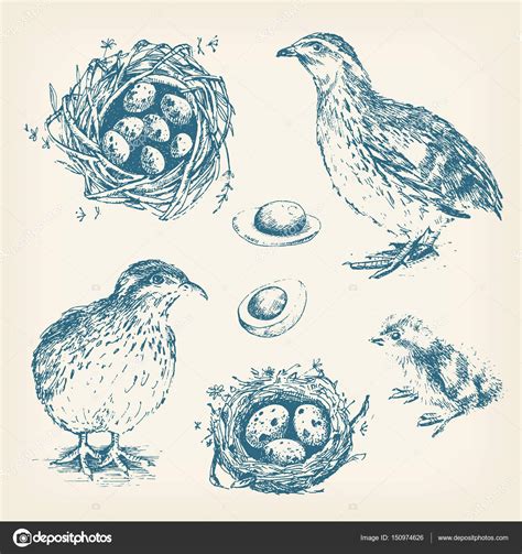 Quails, chick, eggs and nests Stock Vector Image by ©dinkoobraz #150974626