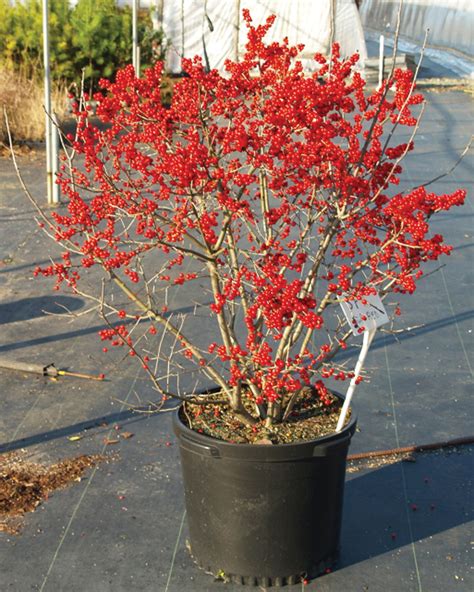 Berry Poppins® - Winterberry - Ilex verticillata | Proven Winners