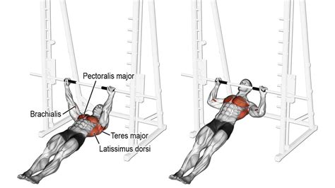 Image result for Inverted Row Which Muscles Worked