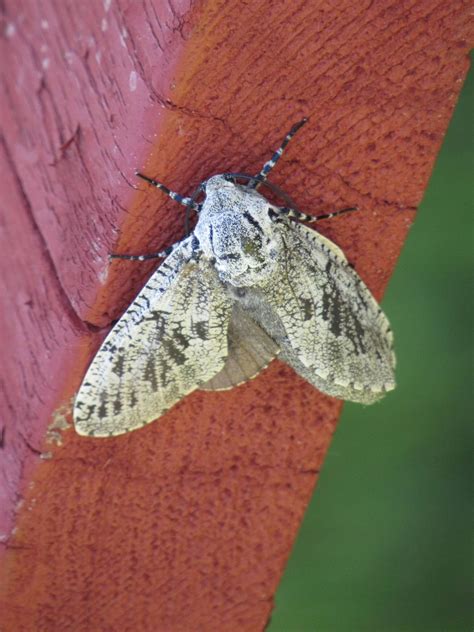 37 Common Black and White Moths (Pictures And Identification)