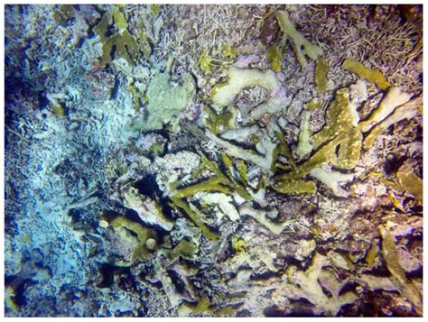 Stronger Hurricanes and Climate Change in the Caribbean Sea: Threats to ...