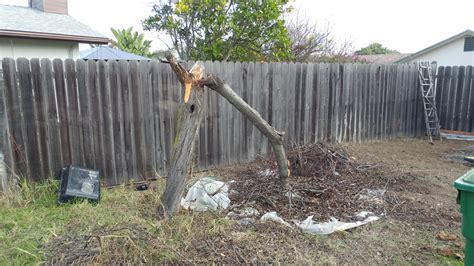 Image result for Root Rot Plum Tree