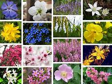tutti i fiori nomi di tutti i fiori fiori di tutti i fiori tutti i fiori nomi di tutti i fiori fiori di tutti i fiori