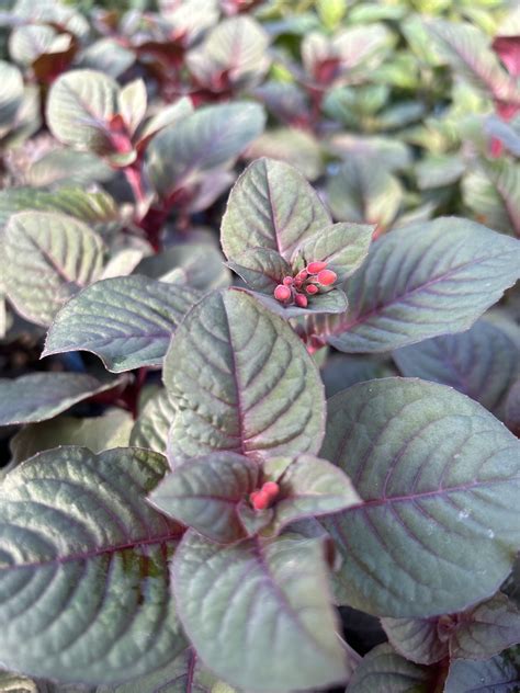 Episode 64: Updated Spring Sale Info & Fuchsia Planting Details ...