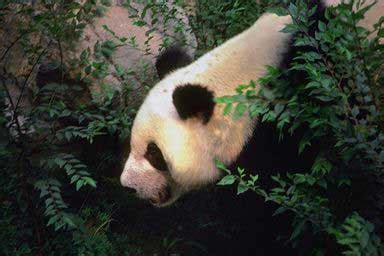 Summary of China's Wildlife (Plants, Animals, ie, Panda, Tiger, Monkey ...