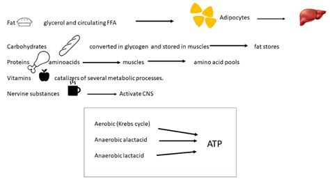 Human Power Production and Energy Harvesting