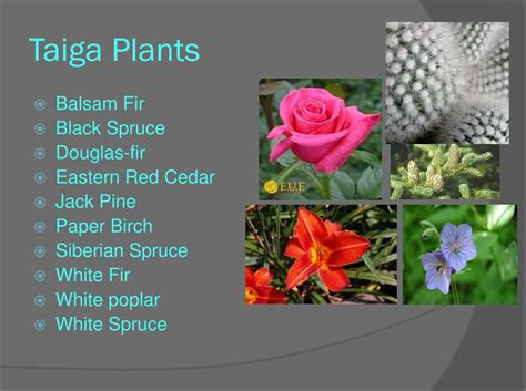 PPT - Taiga Biomes PowerPoint Presentation, free download - ID:8839967