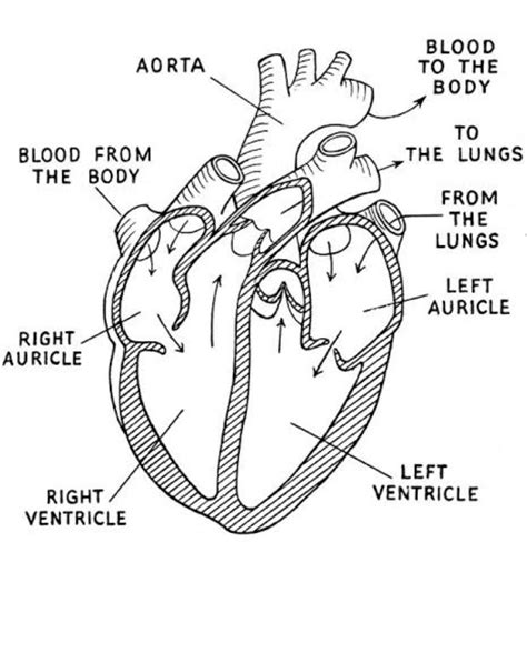 Draw the diagrams of Human heart and structure of nephron labell them ...