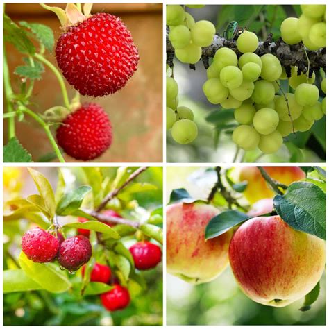 37+ Fruits That Start With A With Facts And Pictures - Richmond Mom