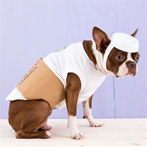 81 of the Best Dog Halloween Costume Ideas for Your Pooch - Brit + Co