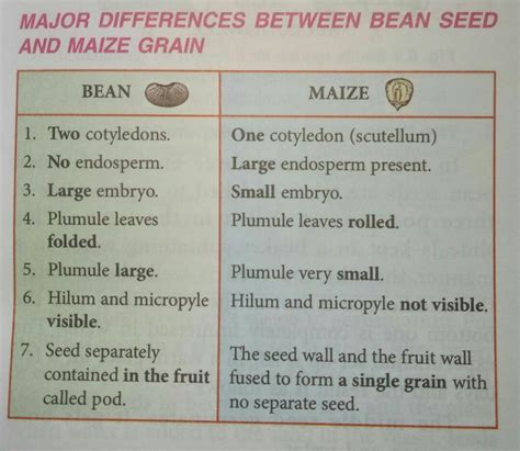 Differences &similarities between maize & beans - Brainly.in