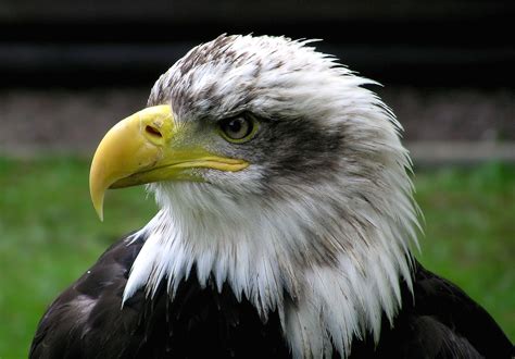 File:Bald.eagle.closeup.arp-sh.750pix.jpg - Wikimedia Commons