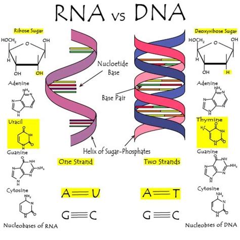 Image result for RNA DNA Explained