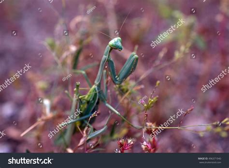 Mating Praying Mantises Male Head Bitten Stock Photo 496371940 ...