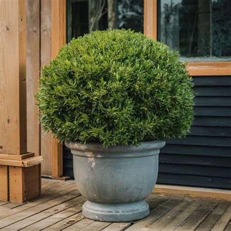 Five easy and low maintenance landscape designs for boxwood - Bluenose ...