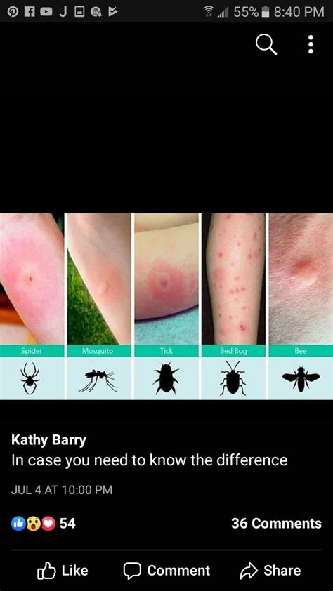 Image result for Bug Bite Identification Chart