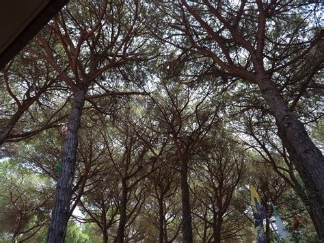 Spizzico 的图像结果