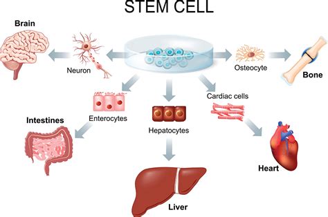 Stem Cell Process 的图像结果