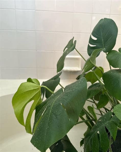 monstera leaves drooping : r/houseplants
