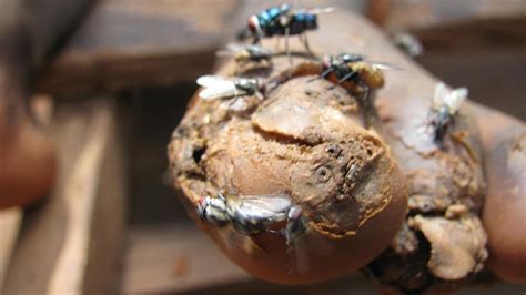 Jigger Fleas Remove 的图像结果