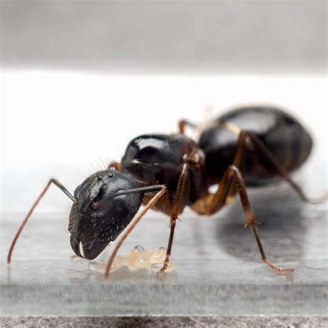 Pharaoh Ants in Australia - Lifecycle, Habits | Fantastic Pest Control
