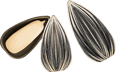 Sunflower seed clip art 23411844 PNG