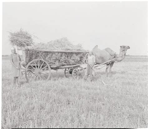 The Red Army Used Camels to Fight the Germans at the Battle of ...